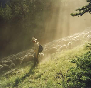 Beartooth  misty morning